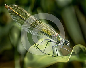 A green dragonfly sits on a green plant and rests. Insect in summer. European nature. Macro close-up.