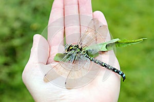 Green dragonfly sitting on the human hand