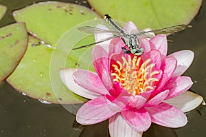 Green dragonfly sitting on a pink lotus flower/green dragonfly sitting on a pink water lily lotus flower. Top view