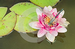 Green dragonfly sitting on a pink lotus flower/green dragonfly sitting on a pink water lily lotus flower. Top view