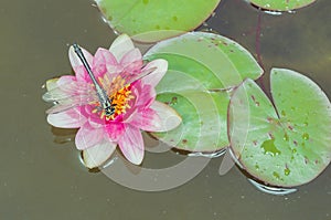 Green dragonfly sitting on a pink lotus flower/green dragonfly sitting on a pink water lily lotus flower. Top view