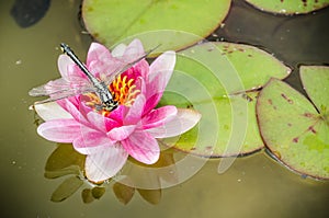 Green dragonfly sitting on a pink lotus flower/green dragonfly sitting on a pink water lily lotus flower. Top view