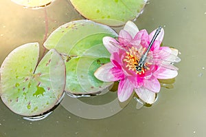 Green dragonfly sitting on a pink lotus flower/green dragonfly sitting on a pink water lily lotus flower. Top view