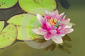 Green dragonfly sitting on a pink lotus flower/green dragonfly sitting on a pink water lily lotus flower. Top view