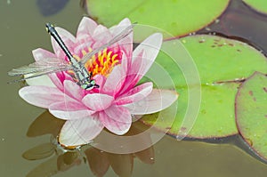 Green dragonfly sitting on a pink lotus flower/green dragonfly sitting on a pink water lily lotus flower. Top view