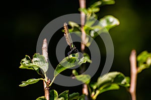 Green dragonfly waiting on the leaf