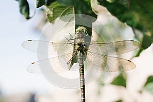 Green dragonfly in the wild nature sits on the leaves of a tree