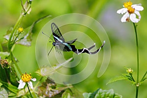 The Green Dragontail butterfly gathering pollen and flying