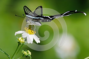The Green Dragontail butterfly gathering pollen and flying photo
