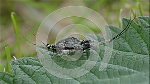 Green Drake Mayfly Ephemera danica stuck during emergence