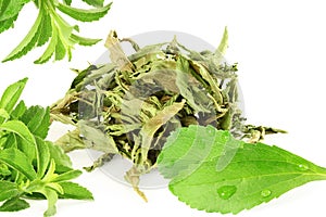 green and dried Stevia rebaudiana leaves on white background