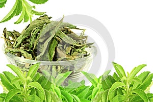 Green and dried Stevia rebaudiana leaves on white background