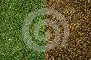 Green and dry lawn. The concept of proper lawn grass care. Background, place for text