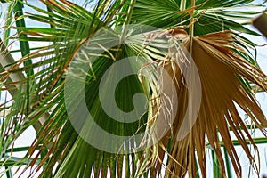 Green and dry leaves of tropical palm in botanical garden