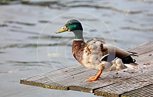 Green duck drake mallard in Amsterdam, The Nederlands