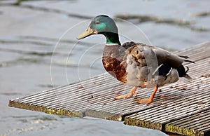 Green duck drake mallard in Amsterdam, The Nederlands