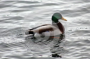 Green duck drake mallard swimming in Lake Charlevoix Michigan