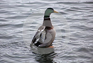 Green duck drake mallard swimming in Lake Charlevoix Michigan