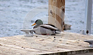 Green duck drake mallard swimming in Lake Charlevoix Michigan