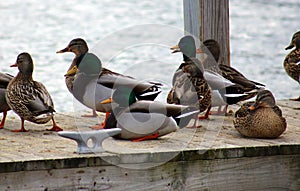 Green duck drake mallard swimming in Lake Charlevoix Michigan