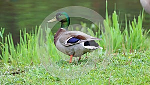 Green duck drake mallard swimming in Lake Charlevoix Michigan