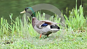 Green duck drake mallard swimming in Lake Charlevoix Michigan