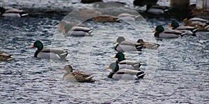 Green duck drake mallard swimming in Lake Charlevoix Michigan