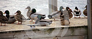 Green duck drake mallard swimming in Lake Charlevoix Michigan