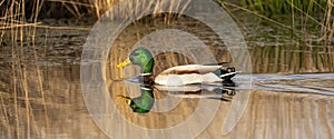Green duck swims in a lake with reeds on the shore. Male duck has beautiful plumage, a green head, white neck band and