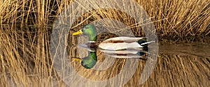 Green duck swims in a lake with reeds on the shore. Male duck has beautiful plumage, a green head, white neck band and