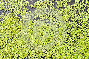 Green duckweed