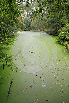 Green duckweed covers small pond