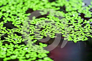green duckweed floating on water surface in dirt tank