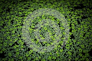 A green duckweed.