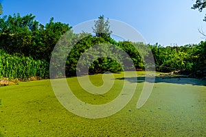 Green duckweed on a surface of the swamp in forest