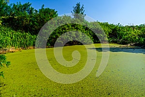 Green duckweed on a surface of the swamp in forest