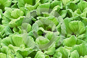 Green duckweed texture background