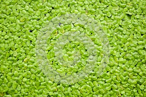 Green duckweed texture