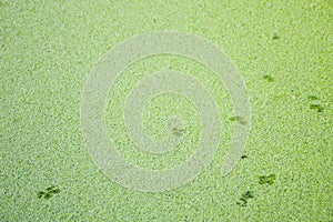 Green duckweed texture