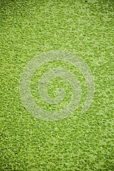 Green duckweed texture