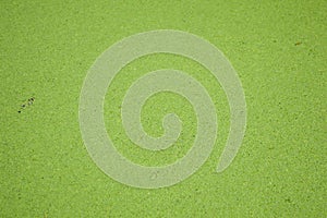 Green duckweed texture