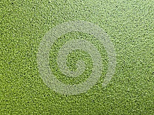 Green duckweed texture