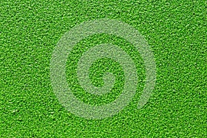 Green duckweed texture