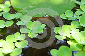 Green duckweed on the water