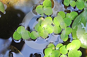 Green duckweed on the water