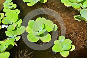 Green duckweed on the water