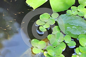Green duckweed on the water