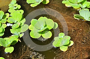 Green duckweed on the water