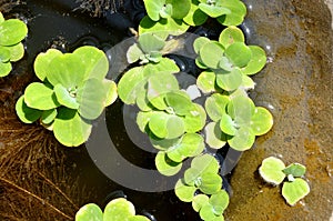 Green duckweed on the water