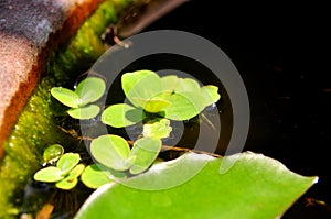 Green duckweed on the water